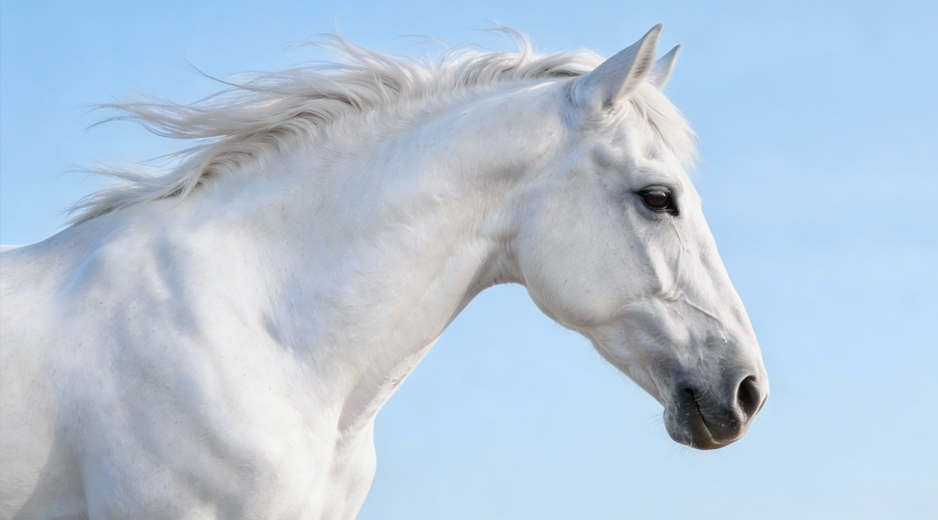 White horse in a bright field